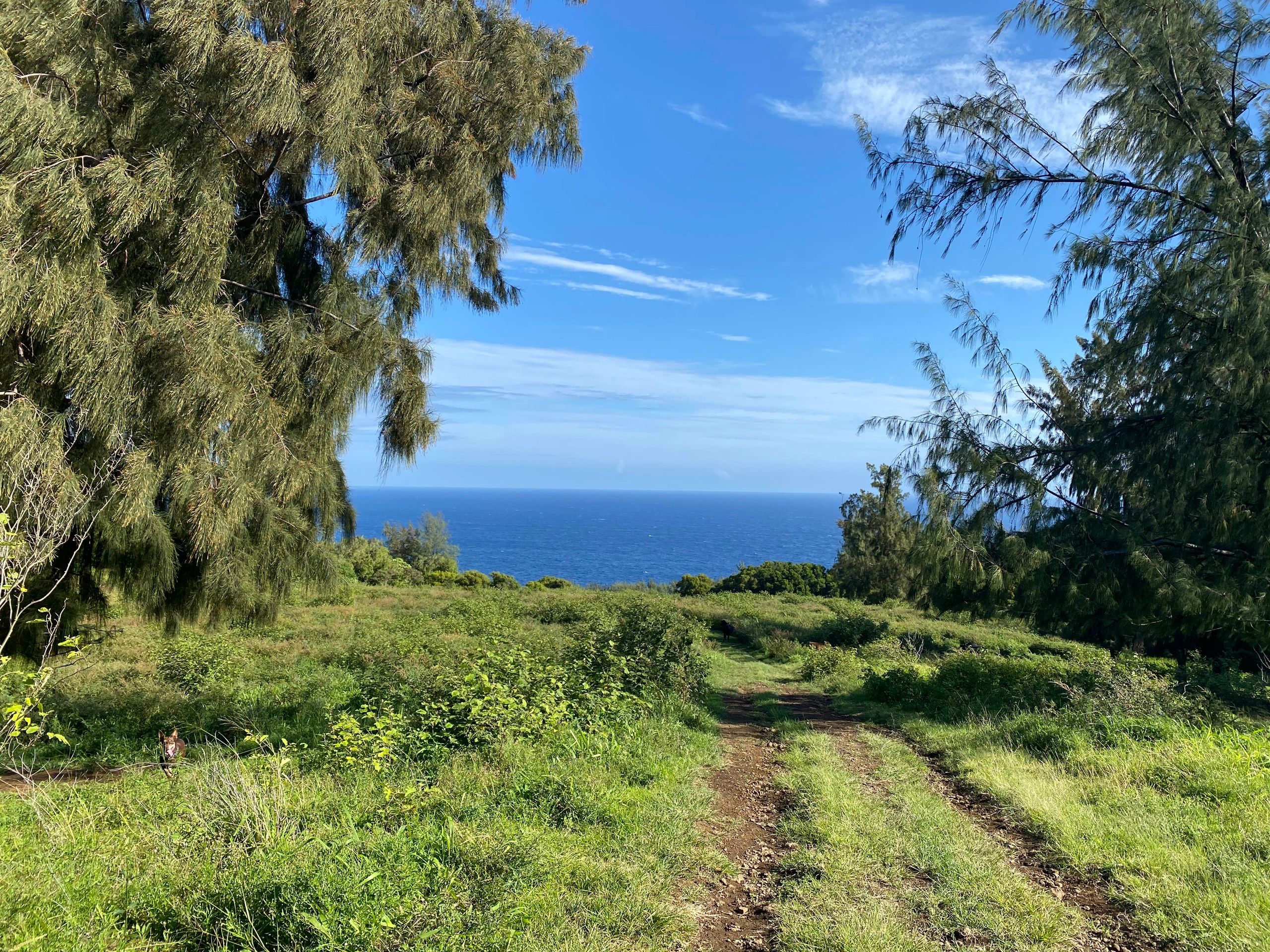 Hamakua Coast Realty